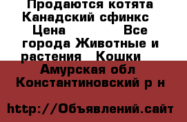 Продаются котята Канадский сфинкс › Цена ­ 15 000 - Все города Животные и растения » Кошки   . Амурская обл.,Константиновский р-н